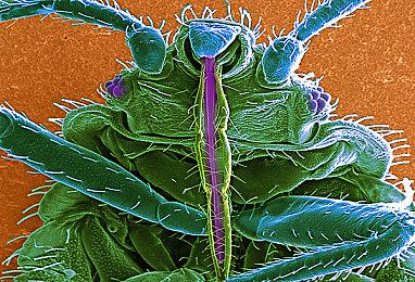 《糖豆人》宣布联动《死亡搁浅》 通行证今天上线